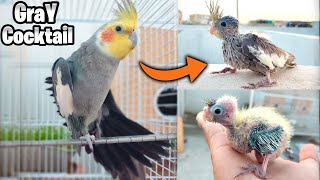 Cream Aur Grey Cocktail Pair se Grey Baby Agaye 🥰 Cockatiel Singing | Birds | Cockatiel | Parrot