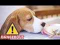 10 Table Scraps that can KILL your Beagle!