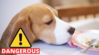 10 Table Scraps that can KILL your Beagle!