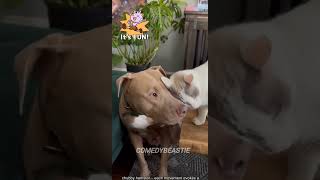 Pets Being Adorable #crazycomedy #funny #animallife #funnyanimal #pets #animallovers #catshorts