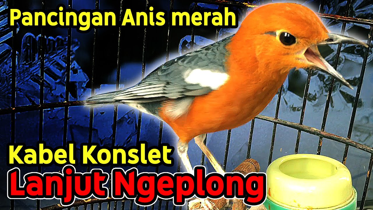 ANIS MERAH Kicauan Kabel Konslet Langsung Ngeplong, Bagus Untuk Pancingan & Masteran Biar Gacor tapp