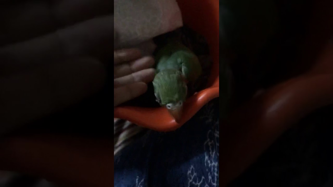 Parrot life 