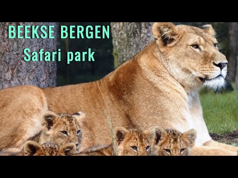 Beekse Bergen - Safaripark in the Nederlands