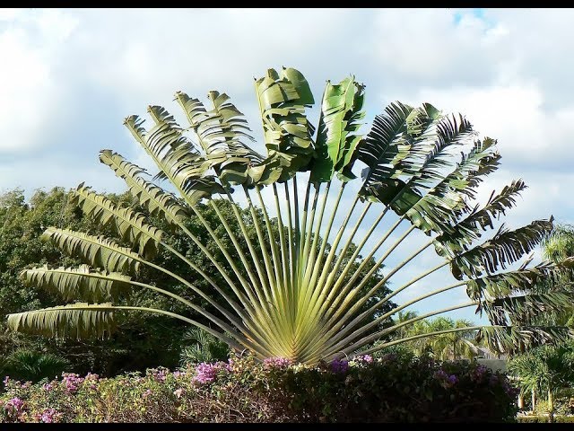 Ravenala madagascariensis leaves, The Traveller's Tree - ho…