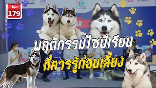 พฤติกรรมไซบีเรียนที่ควรรู้ก่อนเลี้ยง - เพื่อนรักสัตว์เอ้ย EP.179