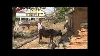 Ghunghru Ki Aai Jawani || Superhit Popular Garhwali Song || By Attar Shah.& Devender Rawat