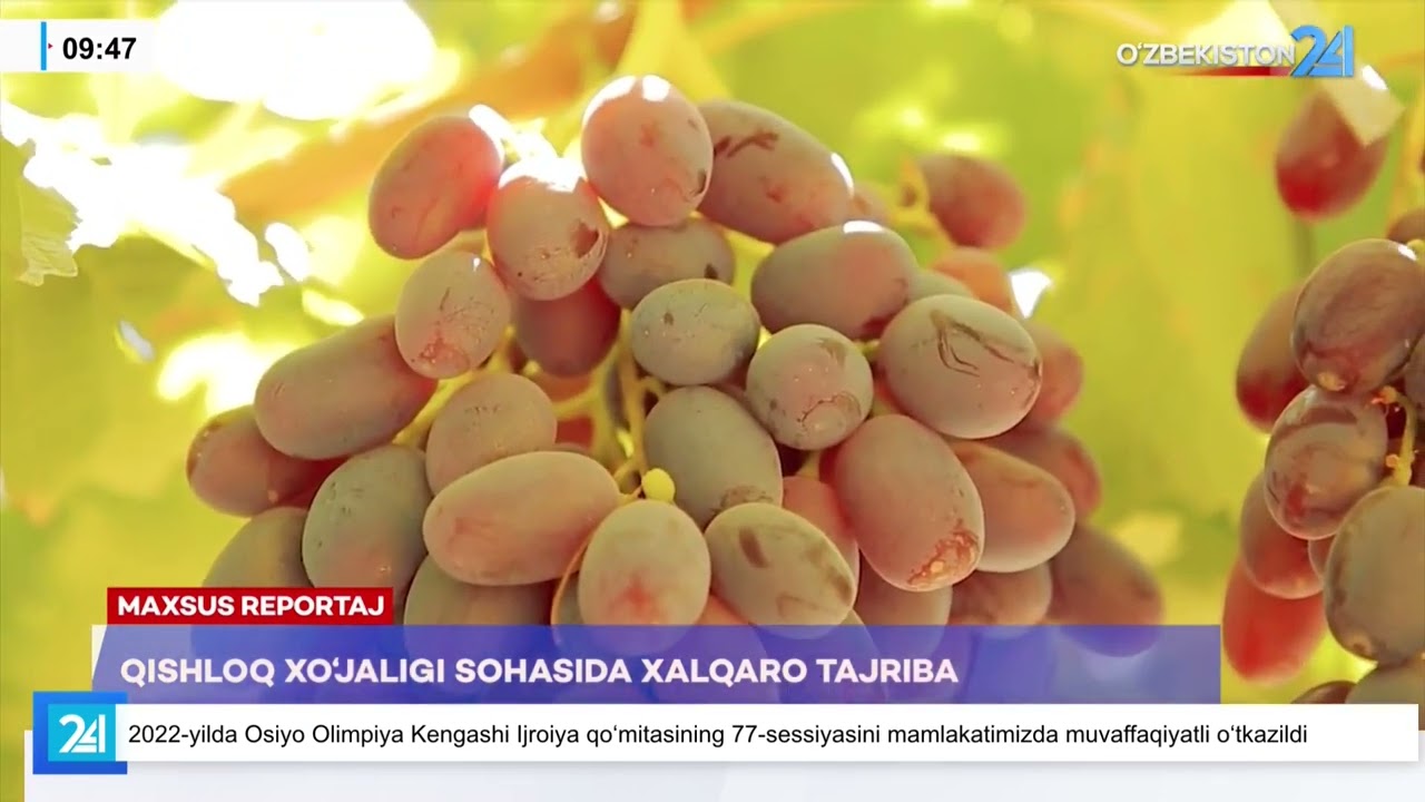 🌾МАХСУС РЕПОРТАЖ // Хитойнинг илғор тажрибаси: ғалладан 150 центнергача ҳосил олиш усули ўргалинди