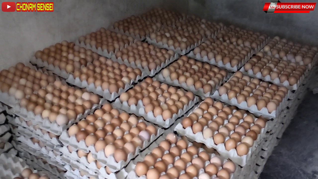 VIDEO SINGKAT PETERNAK AYAM PETELUR SKALA RUMAHAN yang SUKSES dan HEBAT