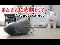 ねずみにビビる猫
