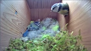 11th April 2021 - Blue tit nest box live camera highlights
A frustrating day on the technology front. Do you ever get the feeling its conspiring against you despite making huge efforts to make it work?
Anyway...
The nest looks super ready for action. The bemusement of where the orange fluff is being sourced from continues. Its understandable that given the recent cold snap things may have been delayed by a little bit but come on, lay some eggs!! An unusual evening eviction today - 15:37
More tomorrow... 11th April 2021 - Blue tit nest box live camera highlights