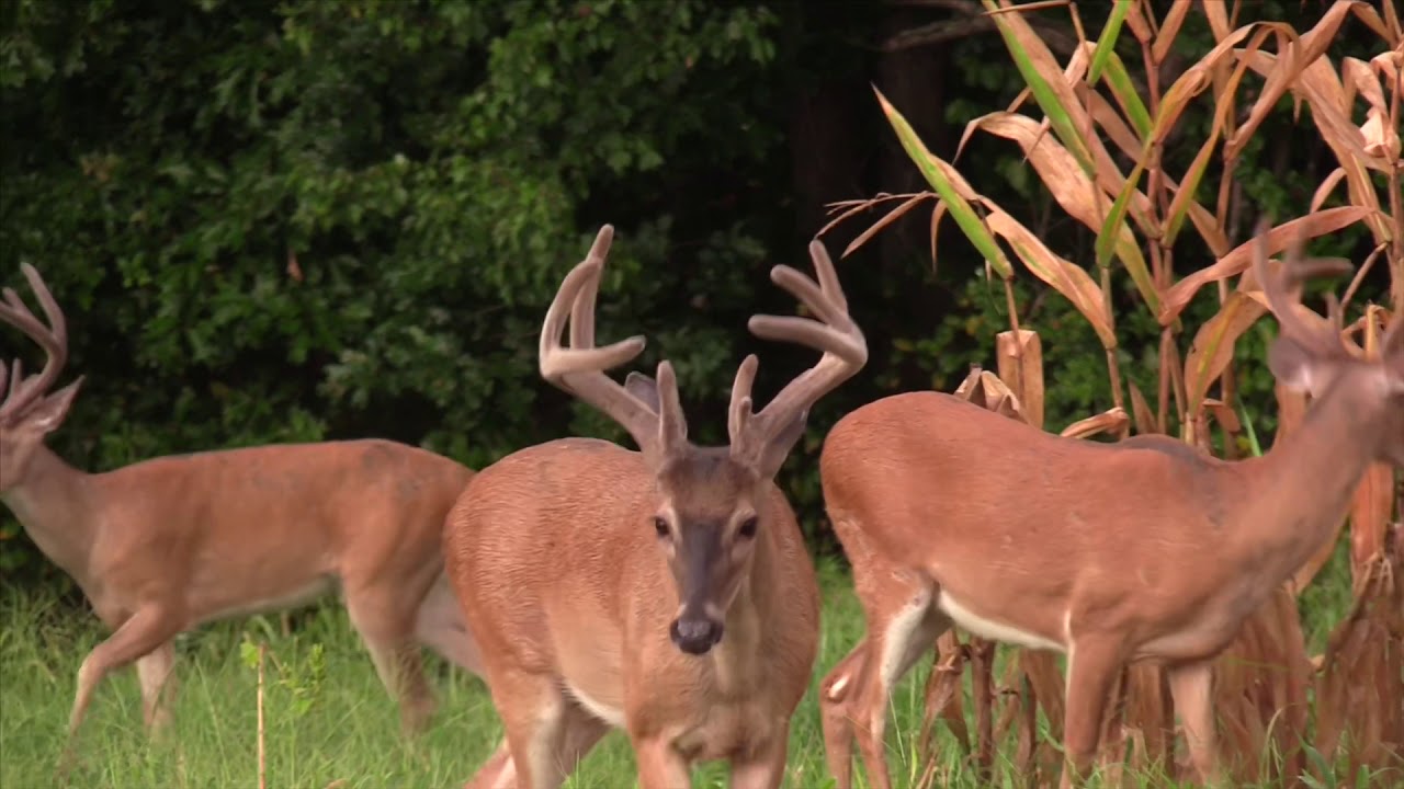 Tennessee Velvet Hunt YouTube