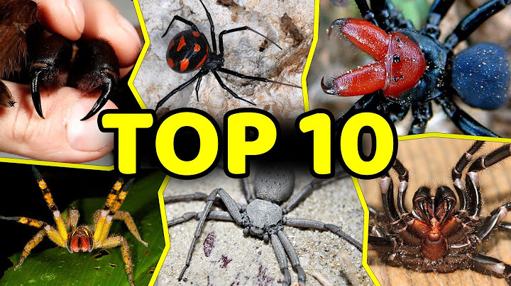 TOP 10 NAJBARDZIEJ JADOWITYCH PAJĄKÓW ŚWIATA