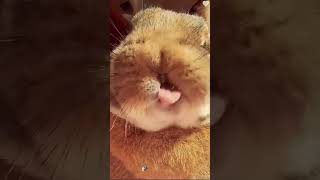 Rabbit Crazy Moments #rabbit #bunny #pets #petcare #petvideos #shorts