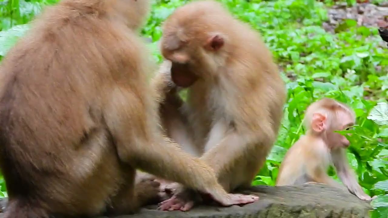 Mom Milk Lovely Baby Monkey Need Milk YouTube mom-milk-lovely-baby-monkey-need-milk-youtube