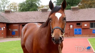 Palace Pier Half A Highlight at Tattersalls