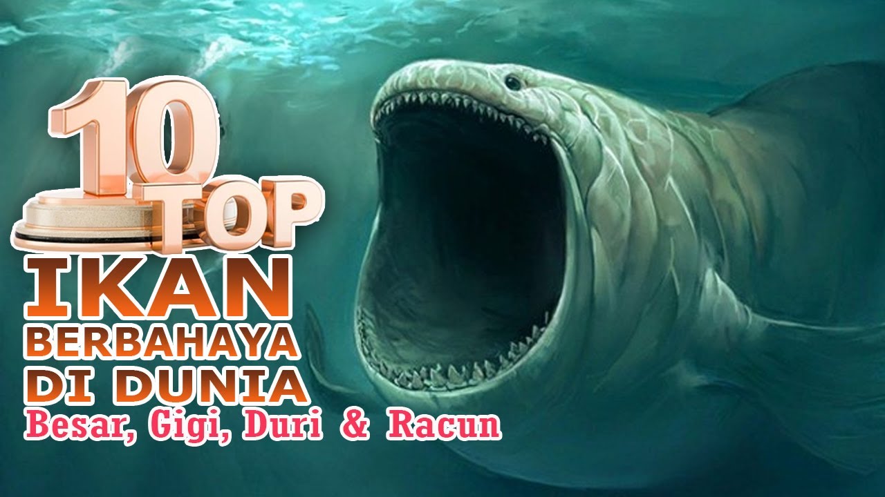 LUAR BIASA 10 IKAN PALING BERBAHAYA YANG ADA DI DUNIA - YouTube