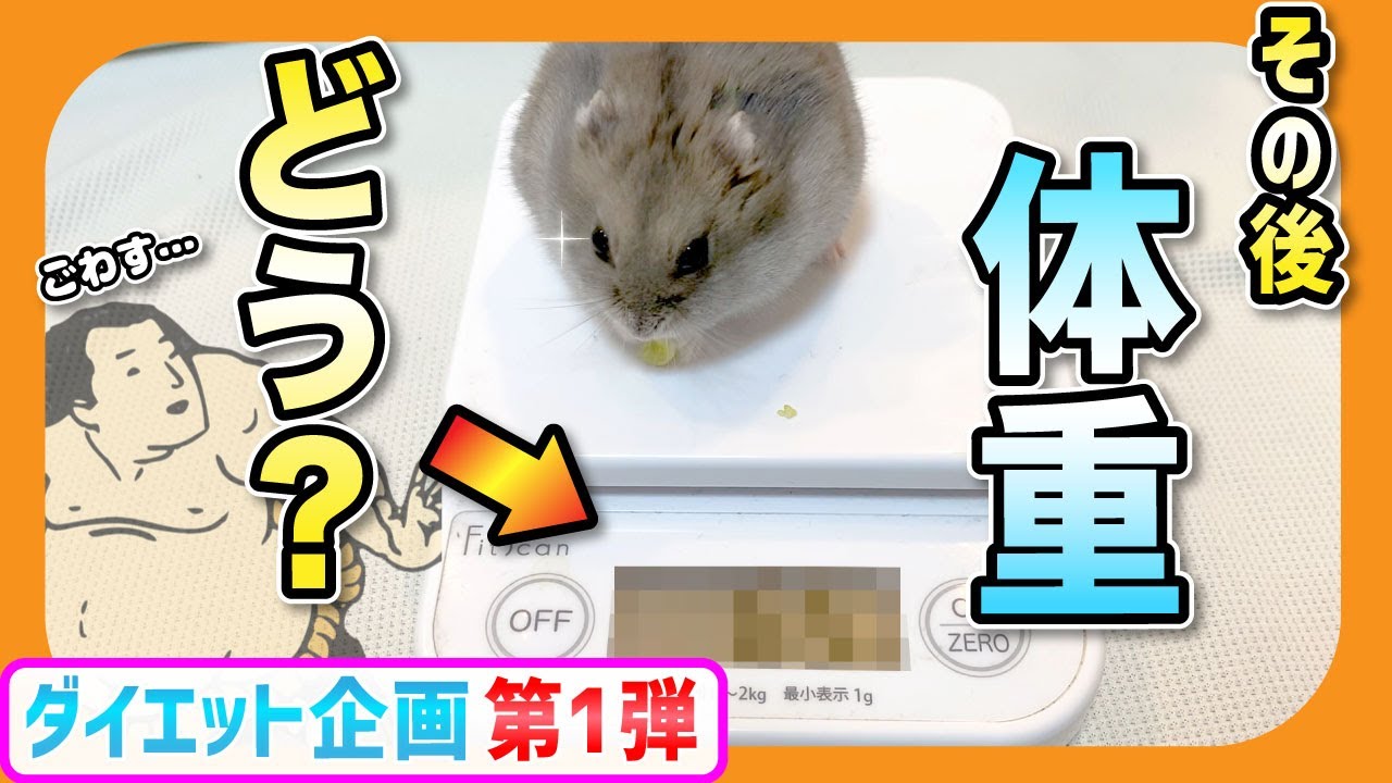 ハムスターダイエットに挑戦 エサで体重は変わる 第一弾 肥満りんた布 Youtube