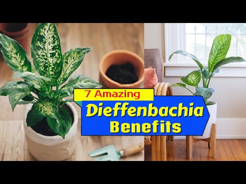 Video: Dieffenbachia: beneficiu și rău. Dieffenbachia: semne