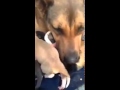 Собака заплакала после спасения ее щенят