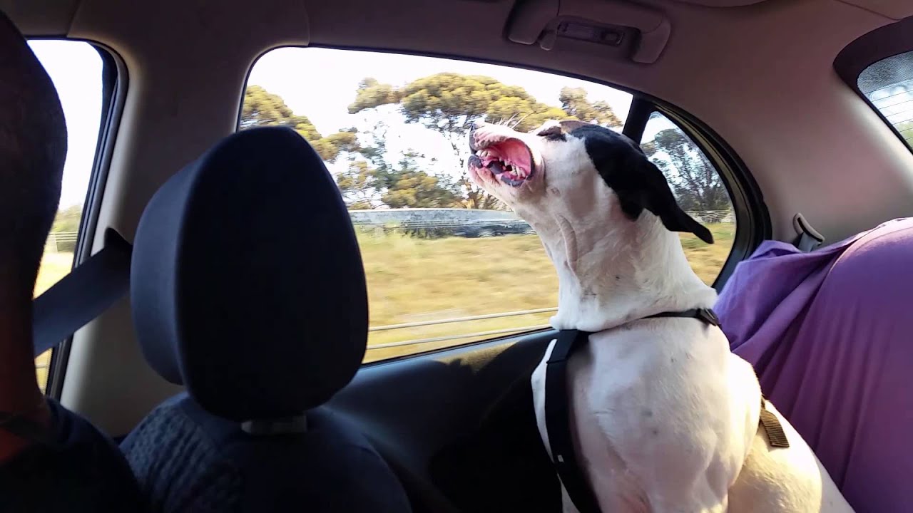Funny pets - YouTube