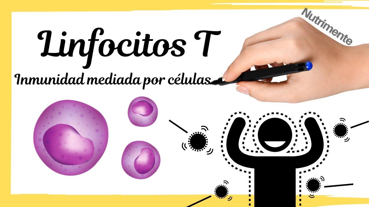 [T LYMPHOCYTES] Cell-mediated immunity