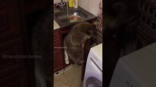 Енот Тема ворует яйцо Енот Тема ворует яйцо