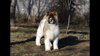 Boy FUEGO American Akita puppy