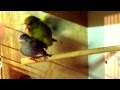 Greenfinch X Canary Breeding