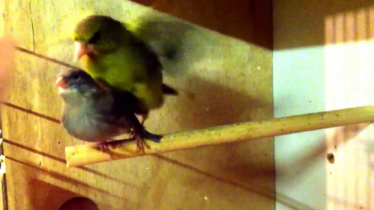 Greenfinch X Canary Breeding - YouTube