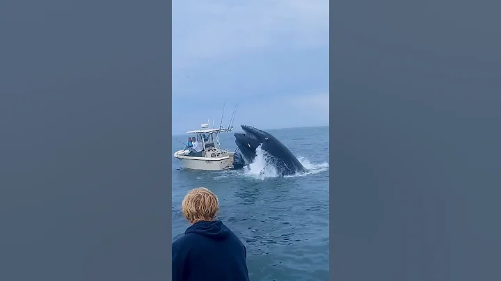 Whale Sinks Fishing Boat, Can’t Believe we Filmed it! #fishing #whale 🎥 IG:@calyager