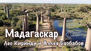 Мадагаскар. приключения на аллее баобабов и в лесу Киринди.