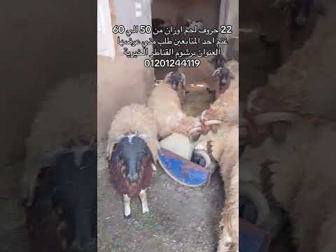 غنم لحم للبيع اوزان من 50 الي 60 كيلو العمر لبانه الغنم في مزرعه في برشوم القناطر الخيرية