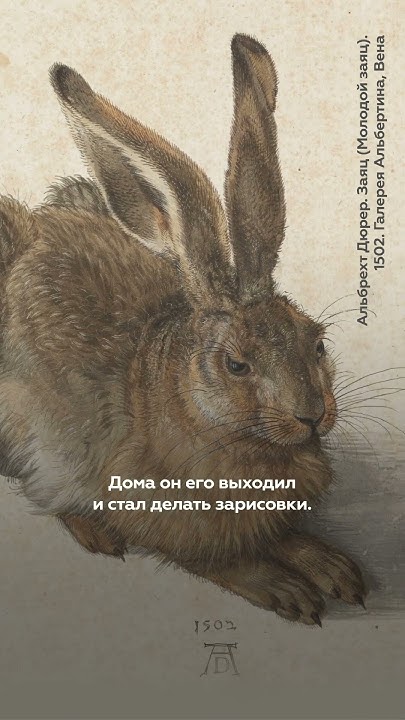 Альбрехт Дюрер. Заяц (Молодой заяц). 1502. Галерея Альбертина, Вена ...