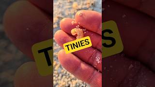 Download Lagu TINY Seashells 😎 #seashell #shellinginflorida MP3