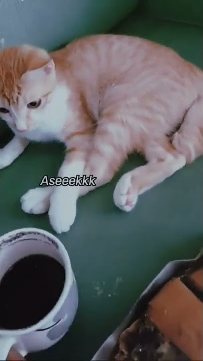 #shorts #kucing KOPI PAHIT #pecicilanchannel