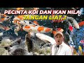 GAK BAH4YA TAH?KOI SUPER DAN IKAN NILA DI CAMPUR 1 KOLAM..?!