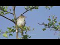 Sedge Warbler Song Sedge Warbler Song