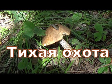 Очень нужная подкормка для огурцов.//Поход в лес за грибами.