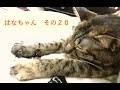 はなちゃん　その２０