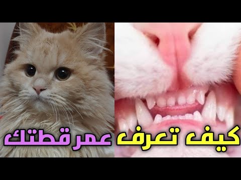 فيديو: 4 طرق لمعرفة عمر قطتك