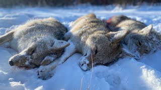 Alberta Coyote Hunt: 3 Dog Stand!! #alberta #coyote #predator #fun