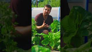 You Can Harvest This Crop Every Week For 2-3 Years