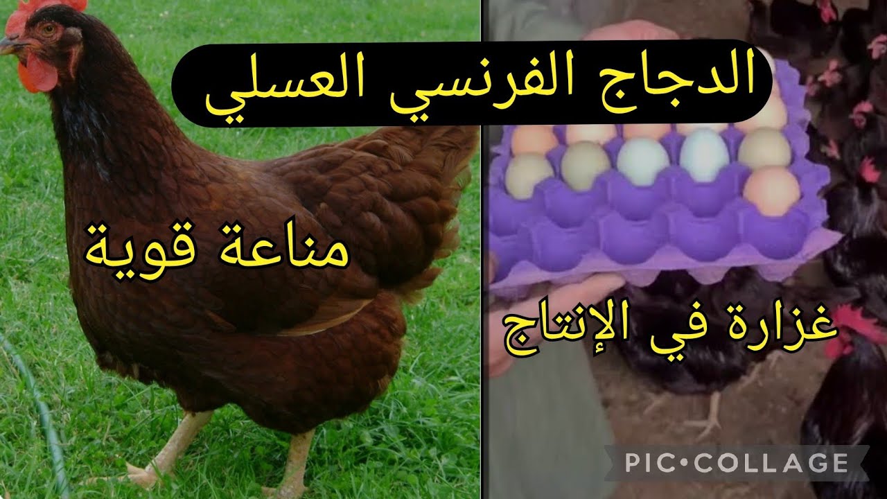 الدجاج الفرنسي العملاق 💲من أحسن السلالات في العالم غزارة في انتاج البيض+مناعة قوية #explore #garden