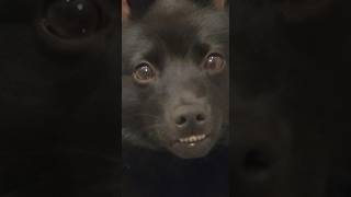 What a grimace  #dog #schipperke