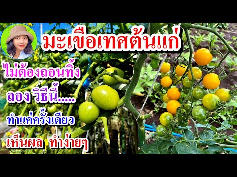 วีดีโอ: มะเขือเทศเกาหลี: สูตรที่อร่อยที่สุดและเร็วที่สุดรวมถึงผักสีเขียว