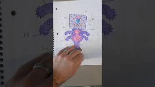 Organisms– Notebooking