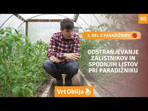 Video: Ali so listi paradižnika užitni?