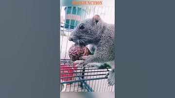 29 June 2023 Squirrel vs walnut #squirrel #nut#walnut #food #eating