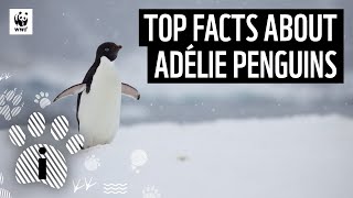 Top Facts about Adélie Penguins | Animal Facts | WWF