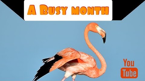 A Busy Month-facts about birds 🐦 #cbseclass4 #birdsfact